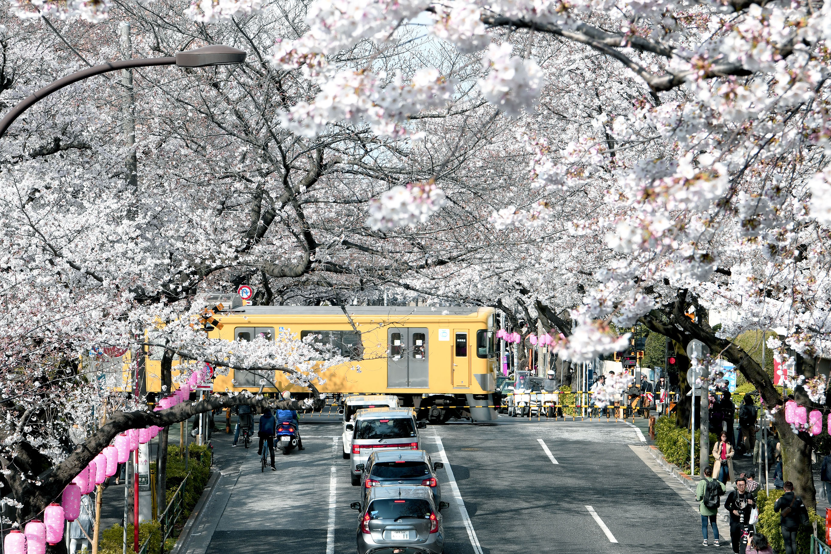 中野通り櫻花