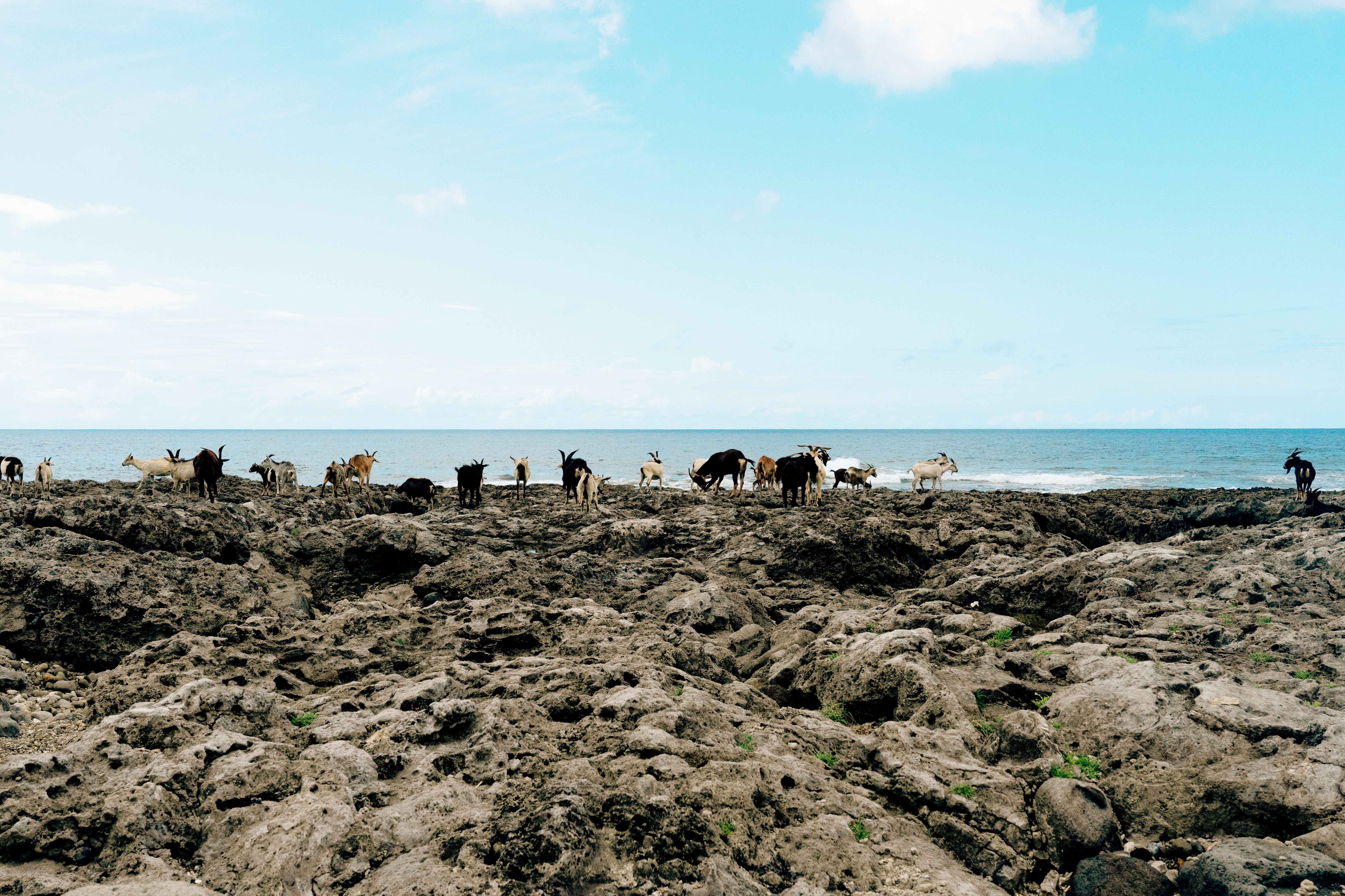 蘭嶼朗島村的良良燒烤海鮮，和羊群一起看海有夠愜意。